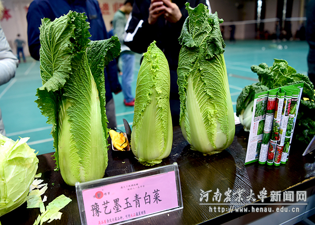 有这么美的白菜,是不是坚定了素食主义? 副本 有这么美的白菜,是不是坚定了素食主义? 副本