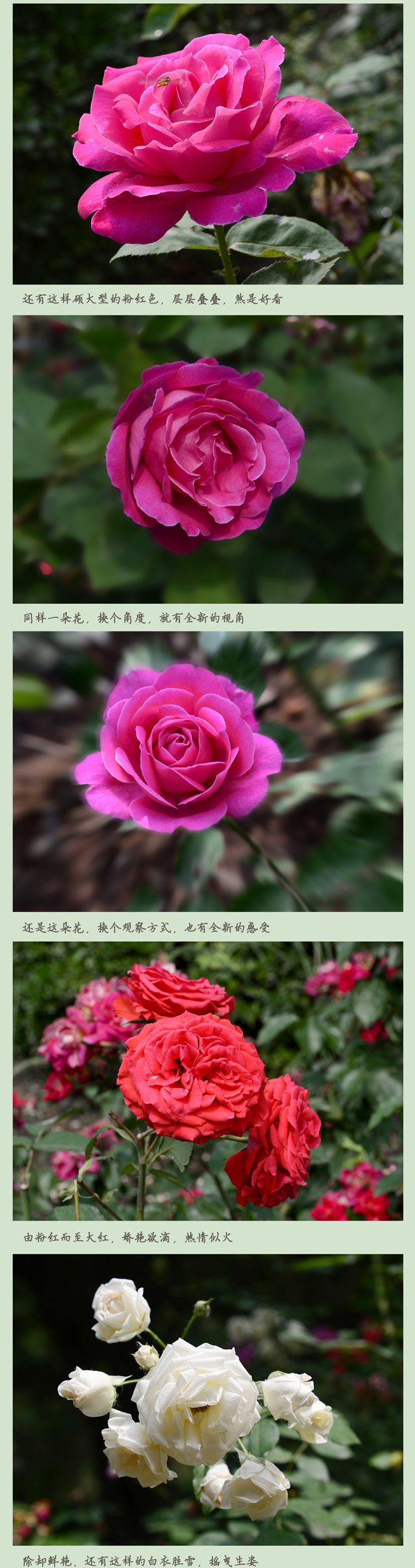 五月的鲜花第二帧