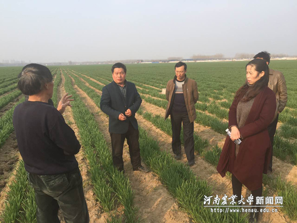 我校专家指导小麦春季管理 我校专家指导小麦春季管理