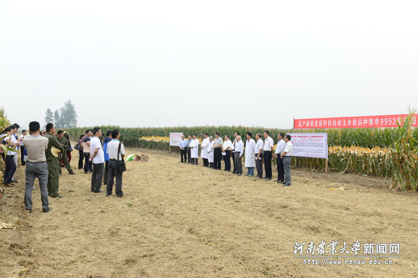 “豫单9953”测产暨现场观摩会 “豫单9953”测产暨现场观摩会
