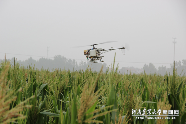 工作人员使用无人机为园区种植的青贮玉米喷洒农药 工作人员使用无人机为园区种植的青贮玉米喷洒农药