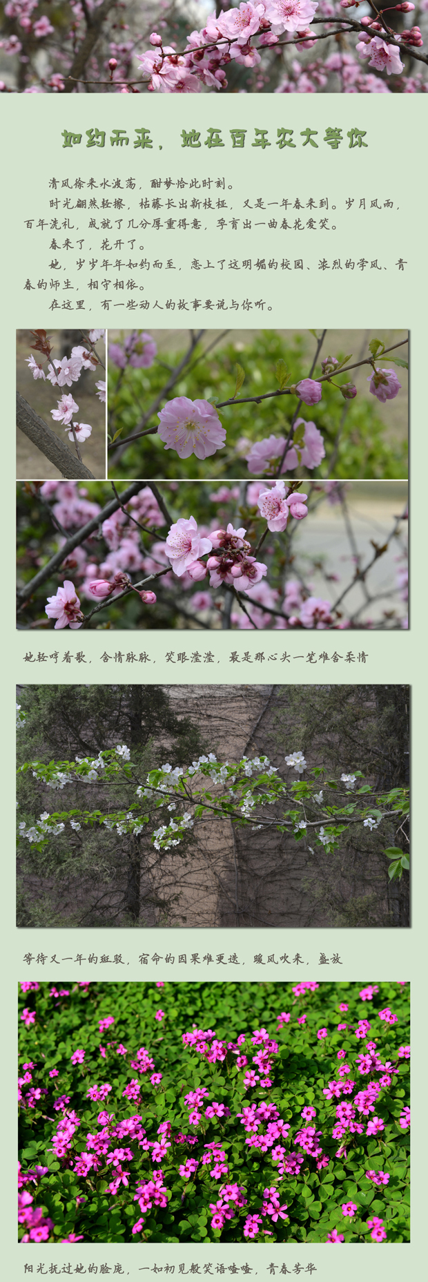 如约而来，她在百年农大等你1