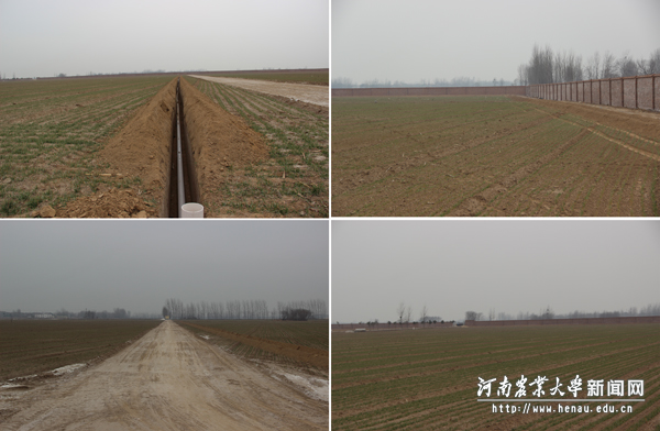 园区内的地埋管道、围墙、准备施工的路基及种植的小麦 园区内的地埋管道、围墙、准备施工的路基及种植的小麦