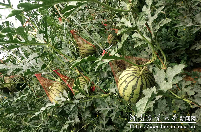 当地种植大棚 当地种植大棚