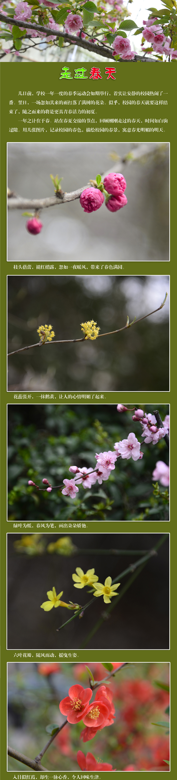 走过春天副本11