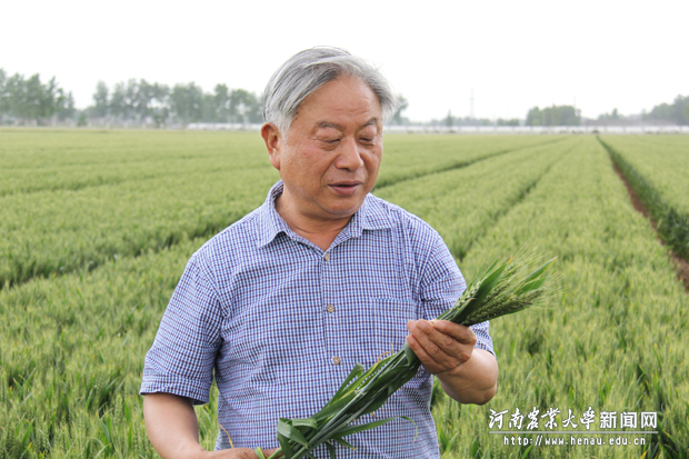 在麦田观察小麦生长状况