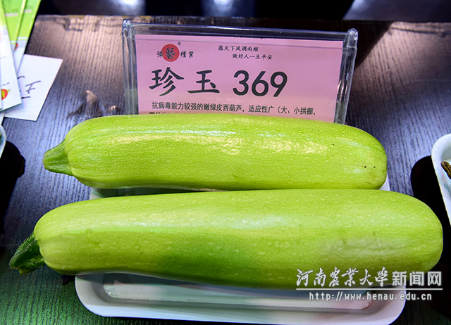 一颗西葫芦,一个宿舍都管够! 副本 一颗西葫芦,一个宿舍都管够! 副本