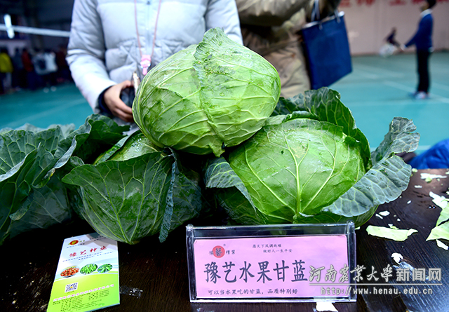 水果甘蓝第一回见吧,以后请客买棵包菜就够啦 副本 水果甘蓝第一回见吧,以后请客买棵包菜就够啦 副本