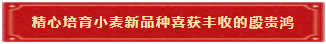 11 精心培育小麦新品种喜获丰收的殷贵鸿 11 精心培育小麦新品种喜获丰收的殷贵鸿
