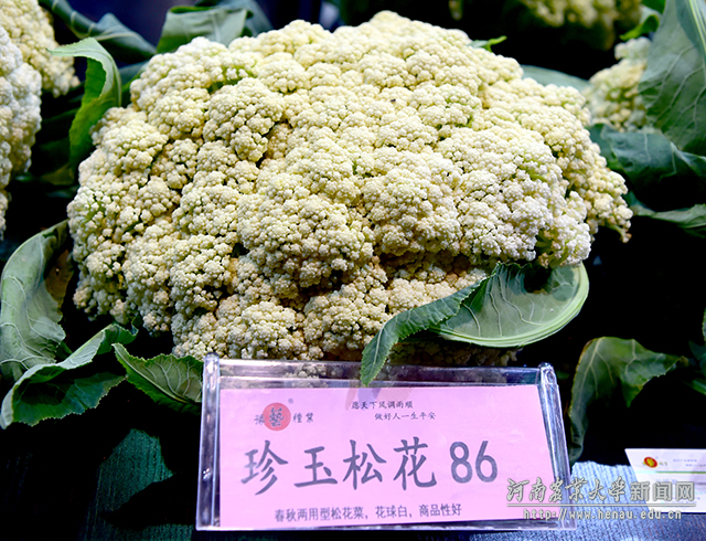 农大培育的超级大花菜 副本 农大培育的超级大花菜 副本