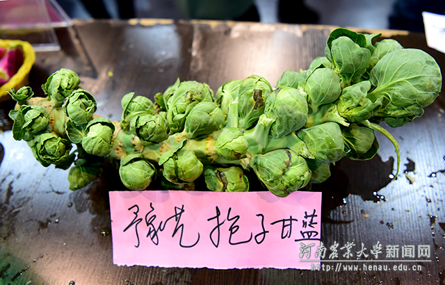 抱子甘蓝,简直就是一柄绿如意 副本 抱子甘蓝,简直就是一柄绿如意 副本