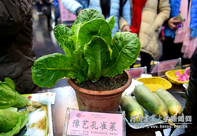 蔬菜专家都有棵文艺心,名字都起得辣么好听 副本 蔬菜专家都有棵文艺心,名字都起得辣么好听 副本